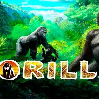 Gorilla